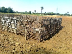 1280px-செம்மறி_ஆட்டுப்_பட்டி