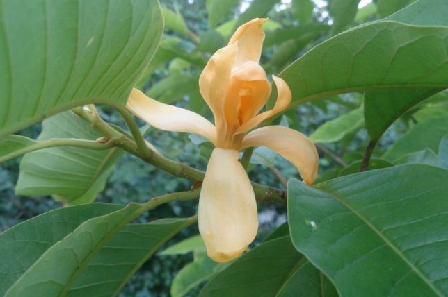 செண்பக மரங்கள்