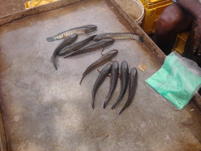 விரால் மீன் வளர்ப்பு
