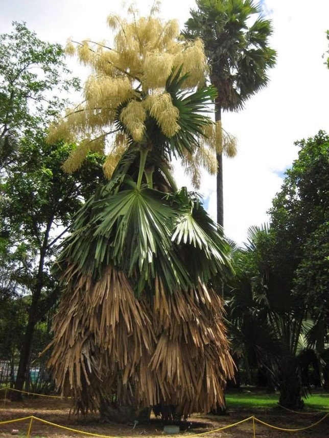 பனை மரம்