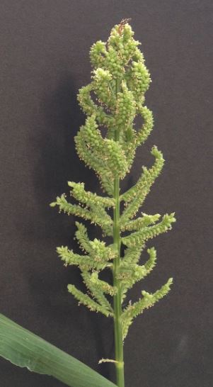 குதிரைவாலி in english horse-tail millet