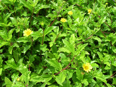 மூலிகை செடிகள்