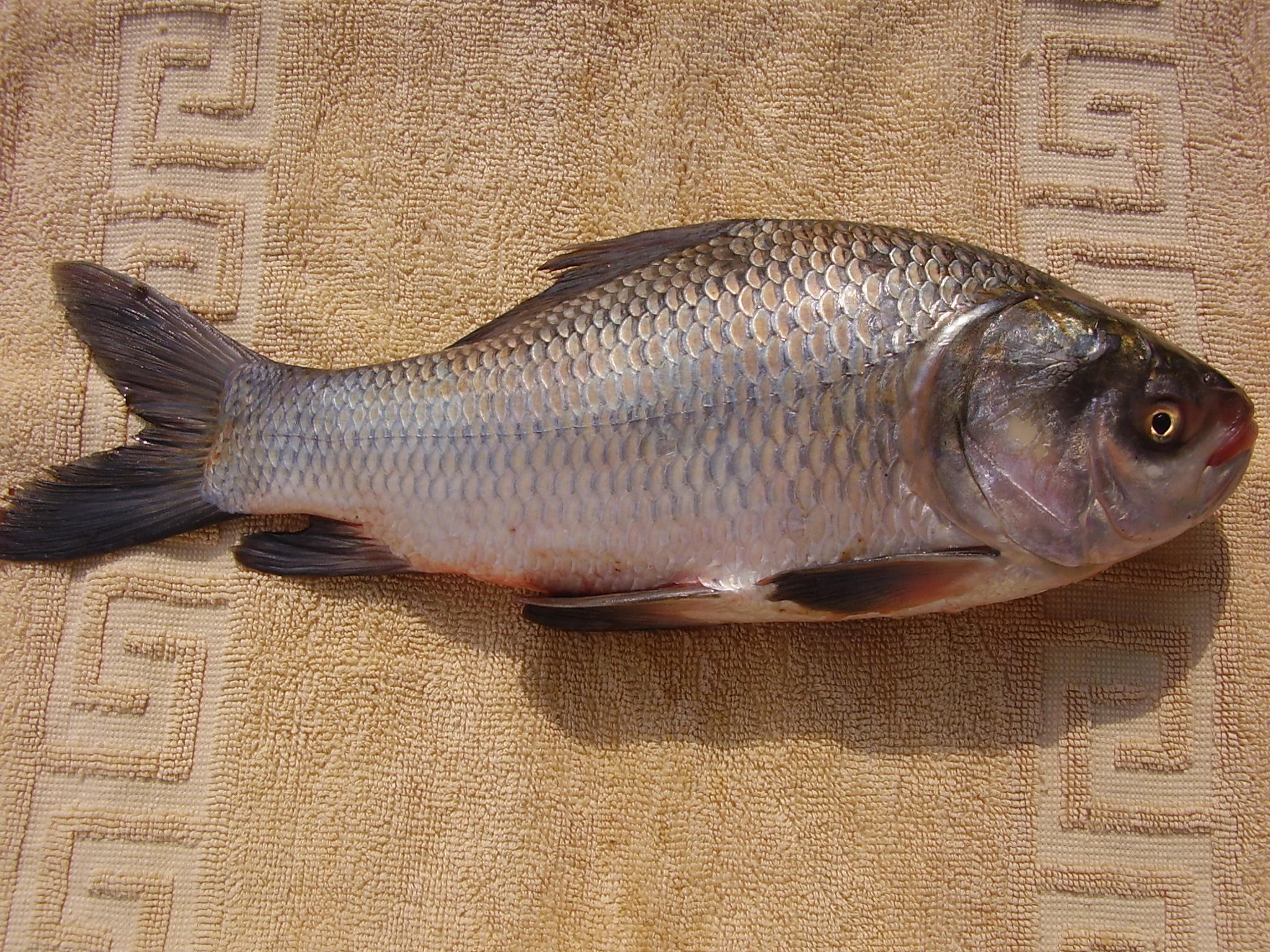 katla fish
