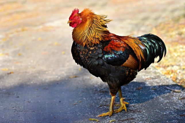 வெள்ளைக் கழிச்சல் நோய் 