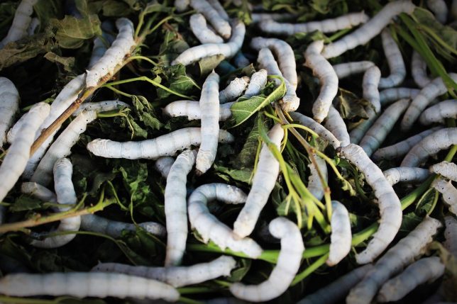 silkworm-sericulture
