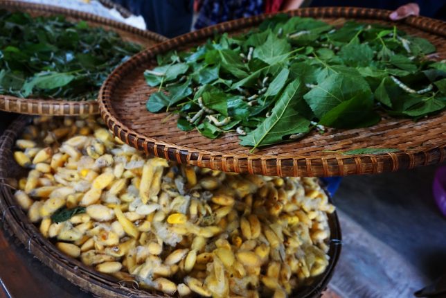 silkworm_sericulture