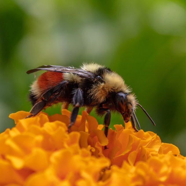 தேனீக்கள் கூட்டமாக சேர்ந்து கடிப்பதால் உயிருக்கு ஆபத்து உண்டா ?