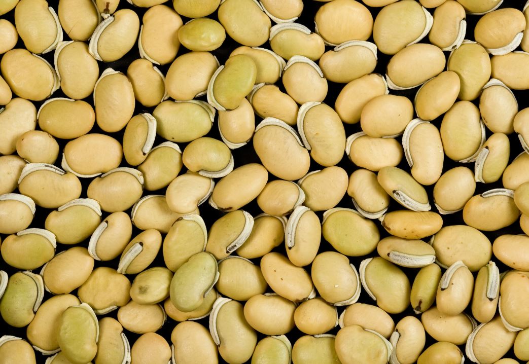 வெள்ளை மொச்சை