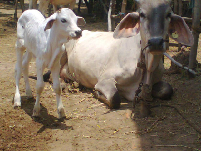 கறவை மாடு வளர்ப்பு பயிற்சி