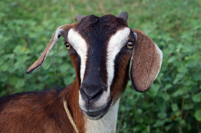 வெள்ளாடு வளர்ப்பு பயிற்சி 2020